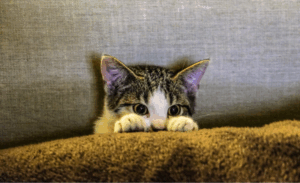 clean cat house