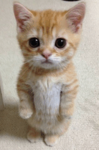 고양이 특징