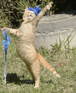 고양이 특징