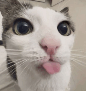 고양이 특징